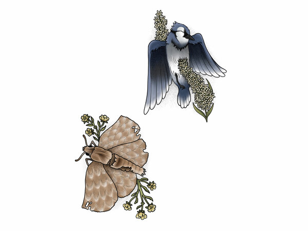 Ilustración | © Proyecto: Naturaleza Frágil. Estudiante: María Huete Vega